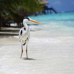 Stork on the ocean