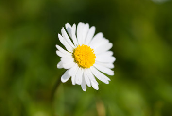 Gänseblümchen Mitte