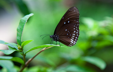 Schmetterling I