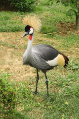 A crowned crane