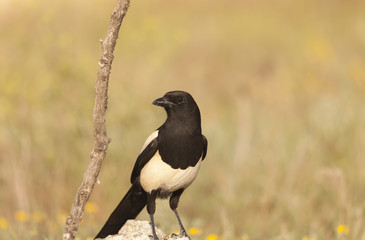 Magpie