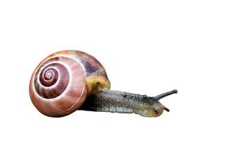 Snail isolated on white background