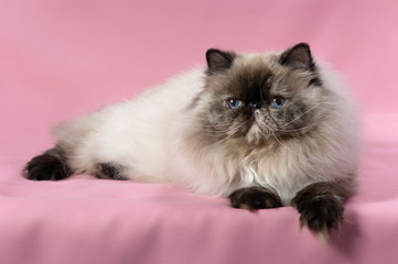 Lying persian seal tortie colorpoint cat