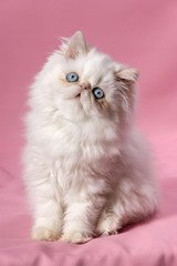 Sitting persian cream point kitten