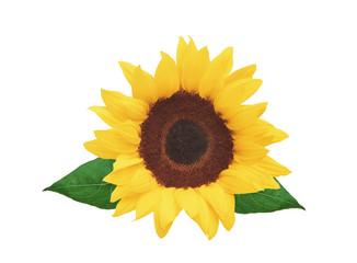 beautiful bright sunflower isolated on white