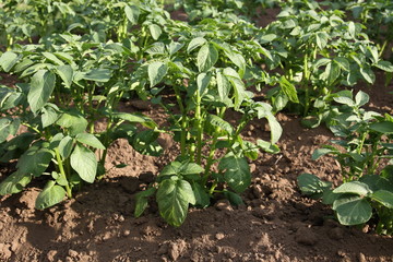 Few plants potato