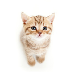 top view of baby cat on white background