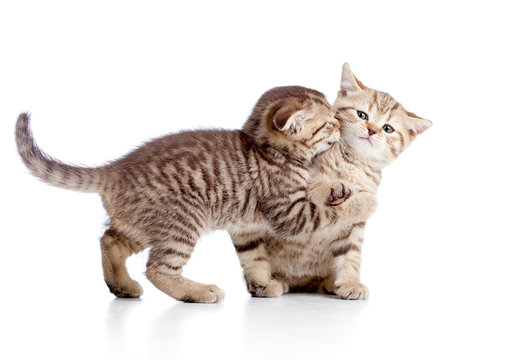 two funny playful small kittens playing with each other