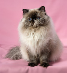 Fototapeta premium Cute sitting persian seal tortie colorpoint cat