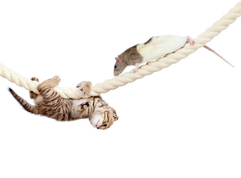 young cat and rat climbing on rope isolated on  white background