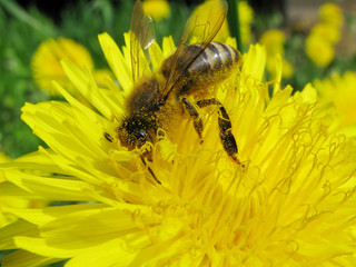 bee gathering pollen on dandelion flower