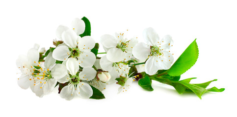 Fototapeta premium Cherry flowers isolated on white