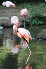 flamant rose