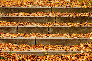 stages covered with autumn foliage