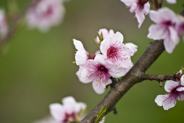 Obraz premium Pink Blossoms