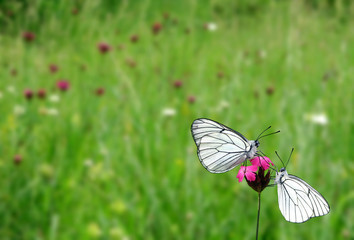 Two pine white butterflies on a flower in spring