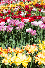 Fototapeta premium Tulips