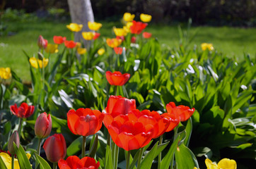 Background red yellow flower tulip spring garden