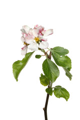 Apple blossom and leaves