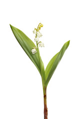 Fototapeta premium Lilly of the valley