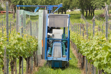 Spraying Grape Vines In The Vineyard