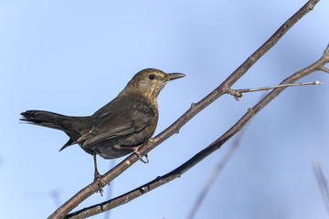 turdus merula, blackbird