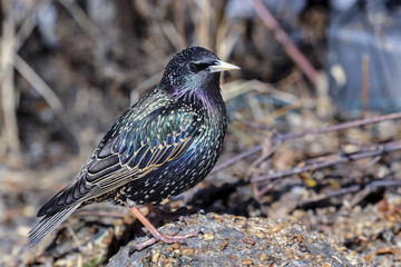 starling, sturnus vulgaris