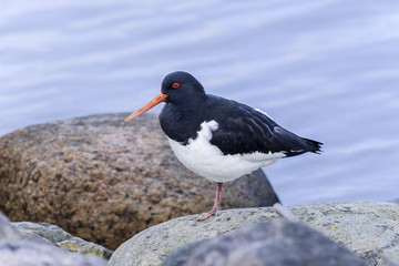 oystercatcher, haematopus ostralegus