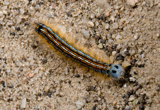 Raupe Ringelspinner auf Sand