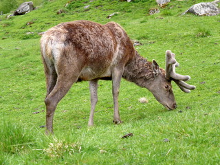 Hirsch beim fressen