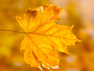 Naklejka na ściany i meble suchy jesienny liść klonu na żółtym tle