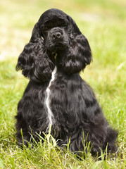 Black Cocker Spaniel sitting on a green lawn