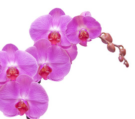 Fototapeta na wymiar orchid isolated on white background
