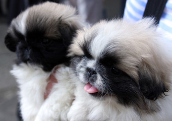 Pekineses puppies at a dog show