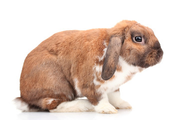 Lop-eared rabbit isolated on white