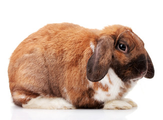 Lop-eared rabbit isolated on white