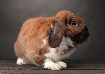 Lop-eared rabbit on grey background