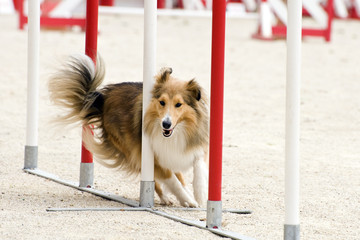 shetland en agility
