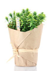 thyme herb plant in pot with beautiful paper decor isolated