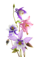 pink and blue columbine flowers