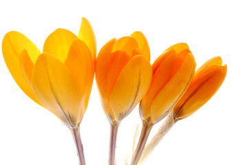 yellow crocus flowers
