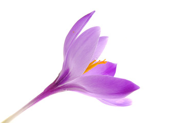 purple crocus flower