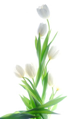 white tulips