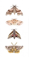 Moth Study