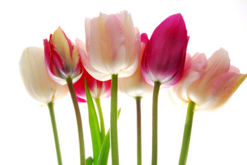 Fototapeta premium pink and red tulips