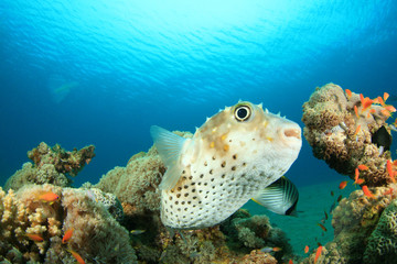 Yellowspotted Burrfish © Richard Carey