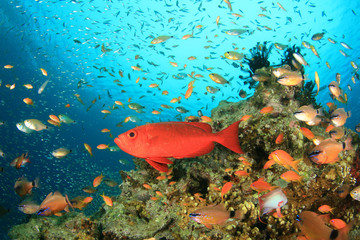 Bigeye and other Tropical Fish on Coral Reef