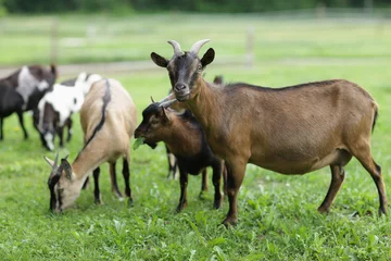 Fotobehang family goat © stokkete