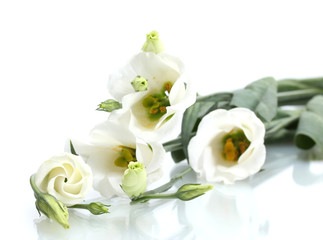 Naklejka na ściany i meble piękne wiosenne kwiaty na białym tle