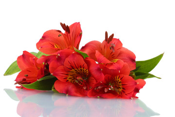 alstroemeria red flowers  isolated on white